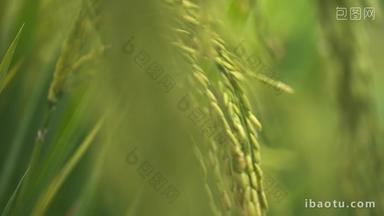 微风吹动水稻穗五常大米丰收